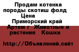 Продам котенка породы скотиш фолд! › Цена ­ 5 000 - Приморский край, Артем г. Животные и растения » Кошки   